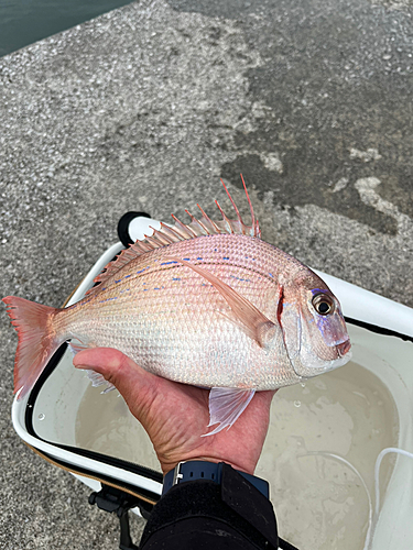 マダイの釣果