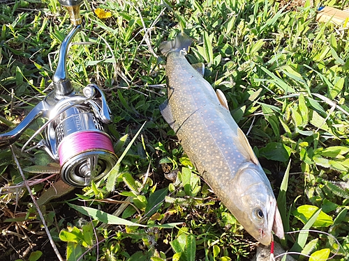 オショロコマの釣果