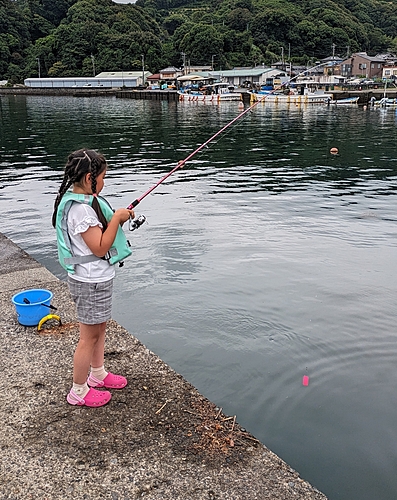 マアジの釣果