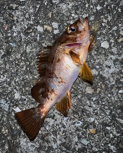 メバルの釣果