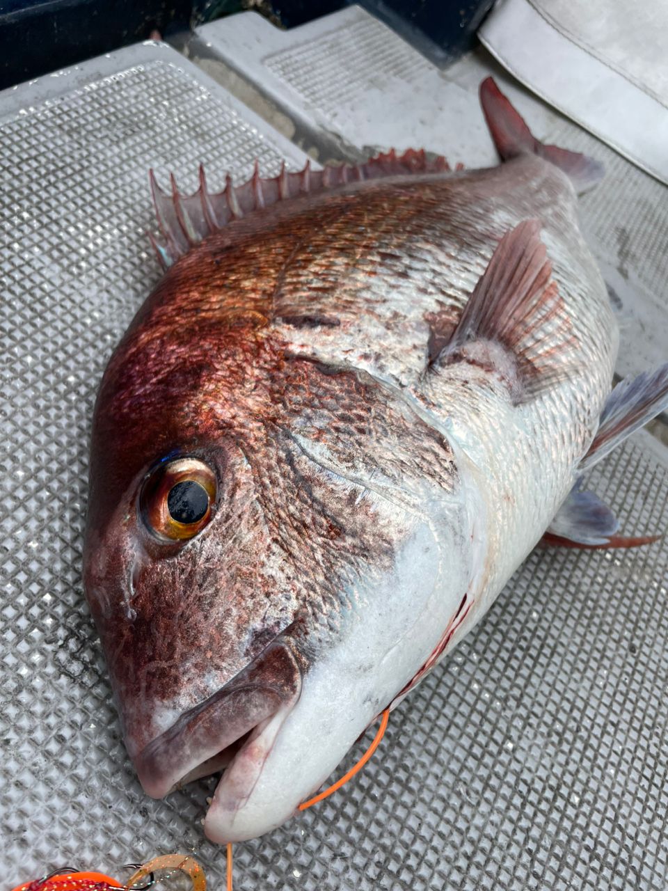 うおモチさんの釣果 3枚目の画像