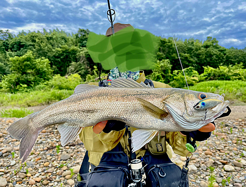 マルスズキの釣果