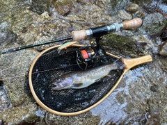 イワナの釣果
