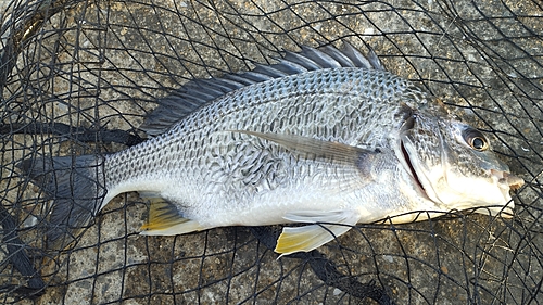 キビレの釣果