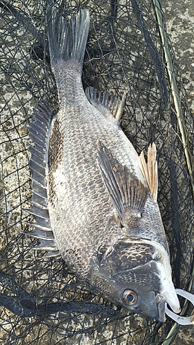 チヌの釣果