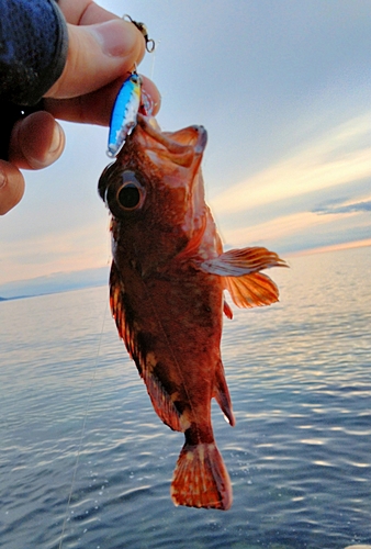 アヤメカサゴの釣果