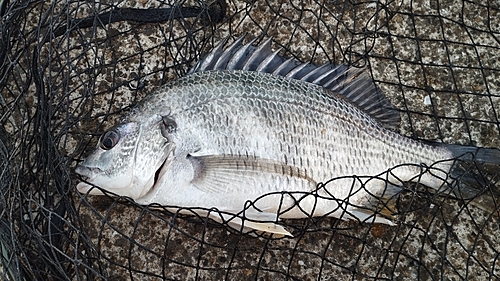 キビレの釣果