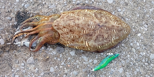 モンゴウイカの釣果