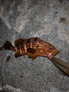 キジハタの釣果