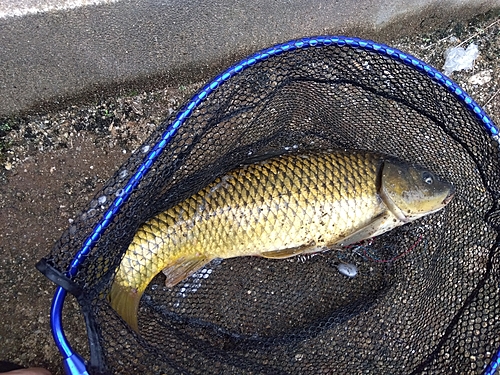 コイの釣果