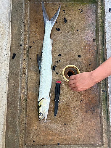 カライワシの釣果