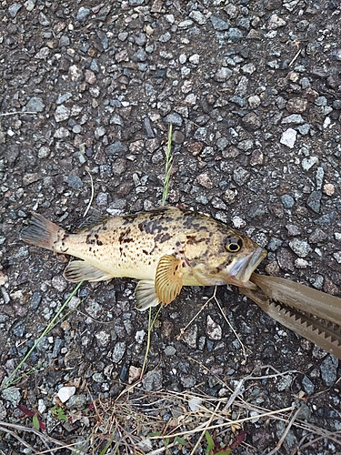 タケノコメバルの釣果