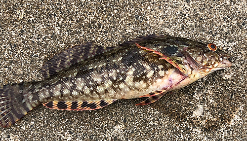 アイナメの釣果