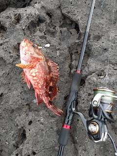 アラカブの釣果