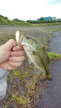 ラージマウスバスの釣果