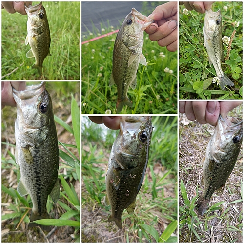 ブラックバスの釣果