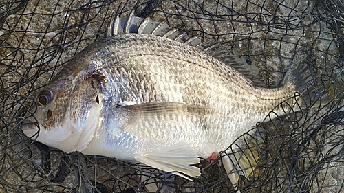 キビレの釣果