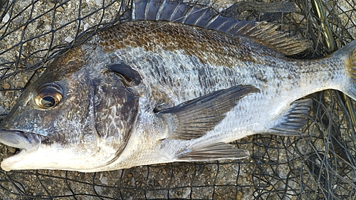 チヌの釣果