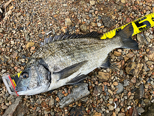 ミナミクロダイの釣果