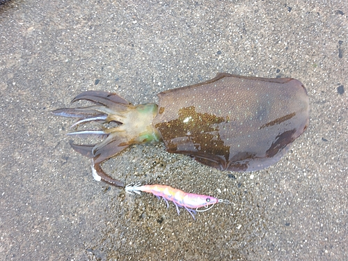 アオリイカの釣果