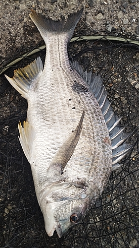 キビレの釣果