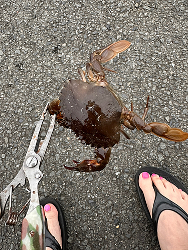 カニの釣果