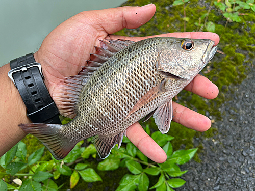 マングローブジャックの釣果