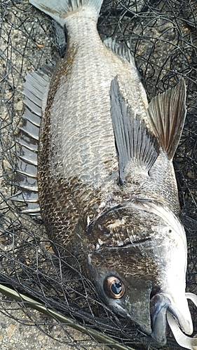 チヌの釣果