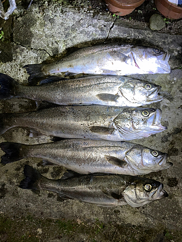 シーバスの釣果