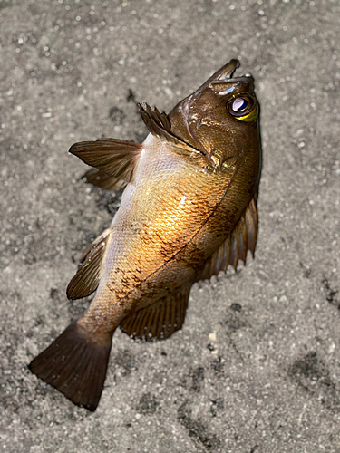 メバルの釣果