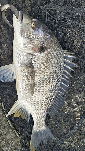 キビレの釣果