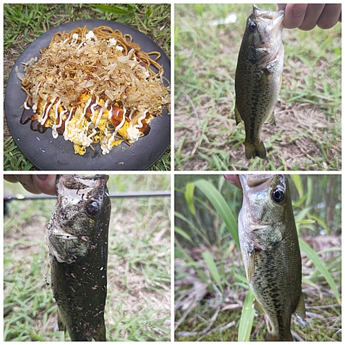 ブラックバスの釣果