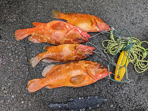 アカハタの釣果