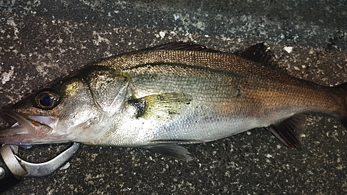 セイゴ（マルスズキ）の釣果