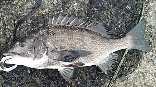 チヌの釣果