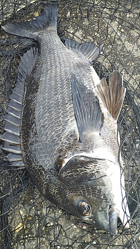 チヌの釣果