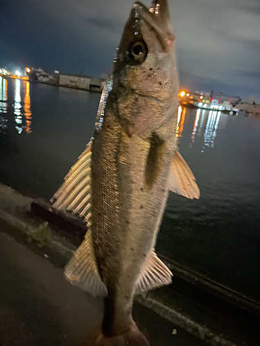 セイゴ（マルスズキ）の釣果