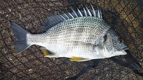 キビレの釣果