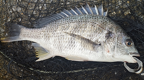 キビレの釣果