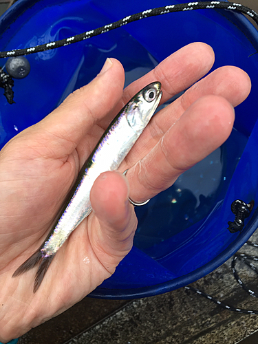 カタクチイワシの釣果