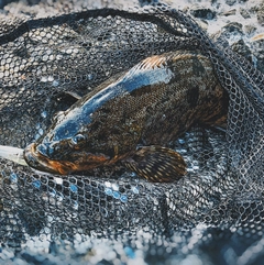 アイナメの釣果