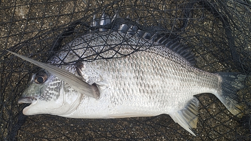 キビレの釣果