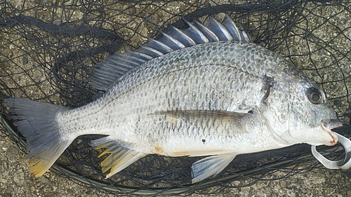 キビレの釣果