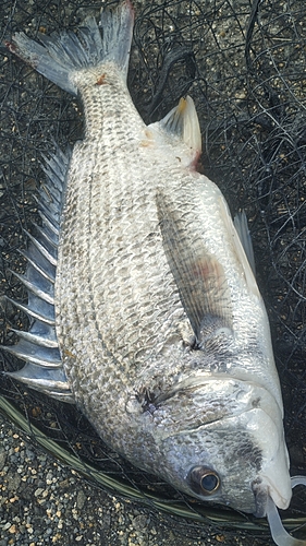 キビレの釣果