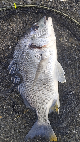 キビレの釣果