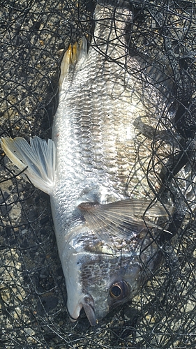 キビレの釣果