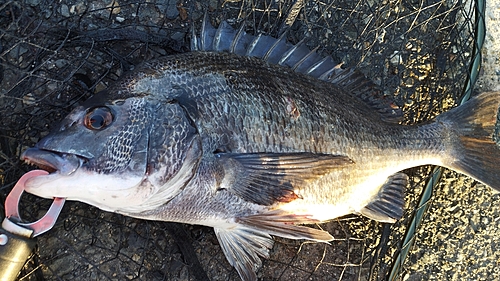 チヌの釣果