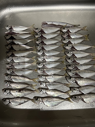 アジの釣果