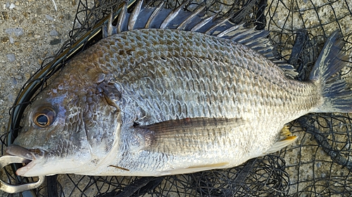 キビレの釣果