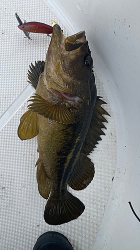 シマソイの釣果